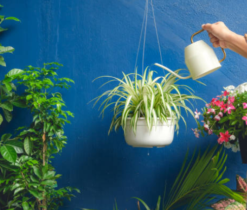 Are Spider Plants Poisonous