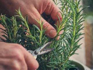 herbs that can grow indoors