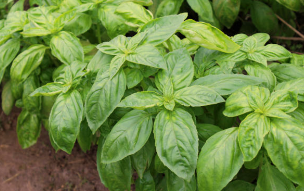 Brown Spots on Basil Plants