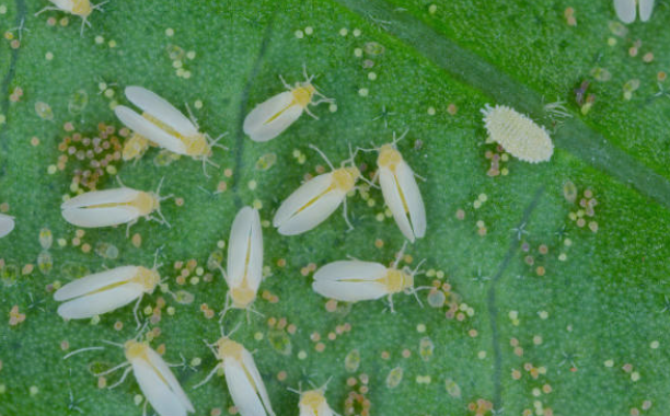 Tiny White Bugs in Soil Indoor Plants
