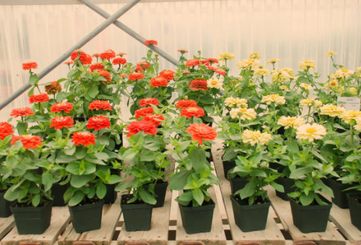 growing zinnia flowers