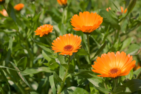 Calendulas