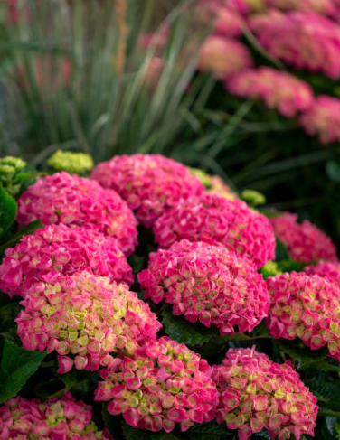 Hydrangea Plants
