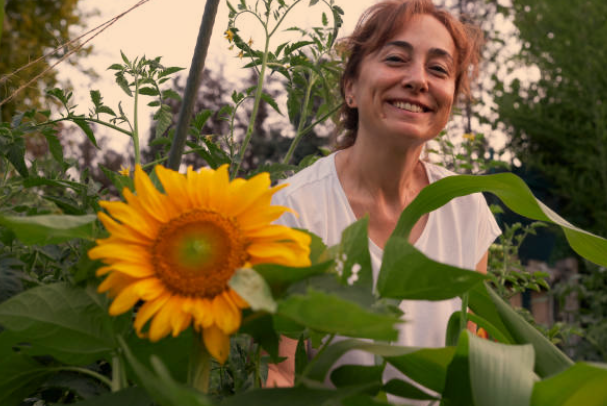 Sunflowers