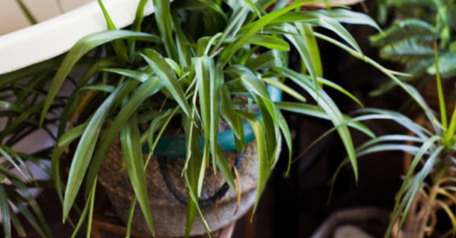 Are Spider Plants Poisonous
