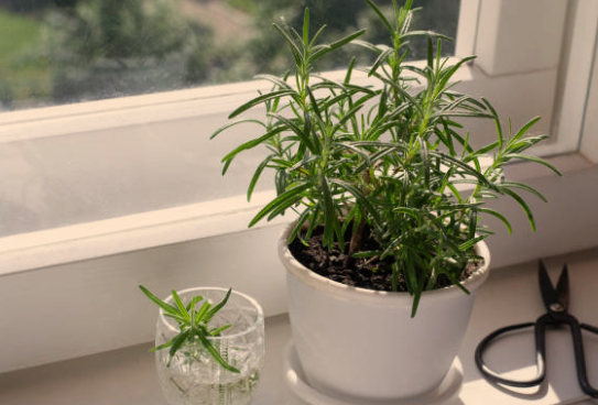 Rosemary