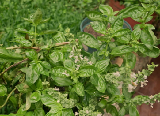 Brown Spots on Basil Plants