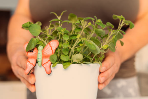 Oregano