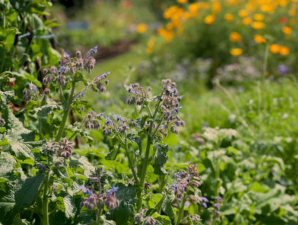 Borage