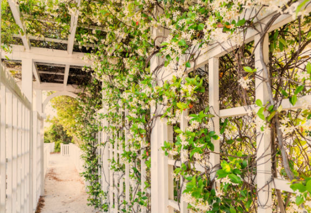 Angel Wing Jasmine Plant