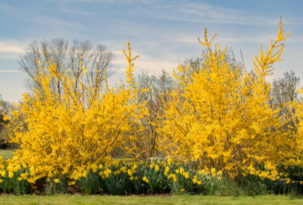 Forsythia Plant