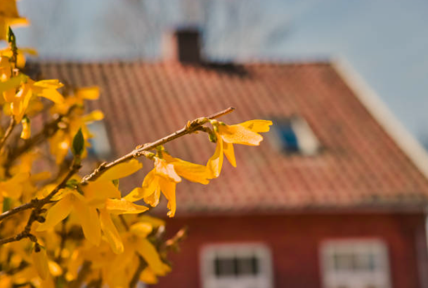 Forsythia Plant Care