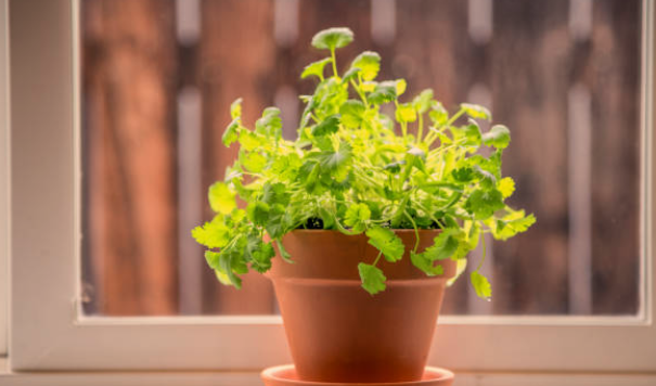 Parsley