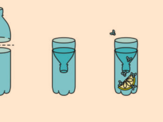 Fruit Fly Trap