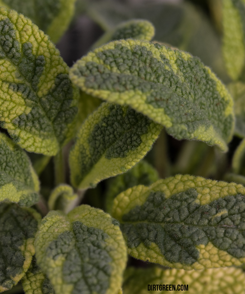 Started With Golden Sage