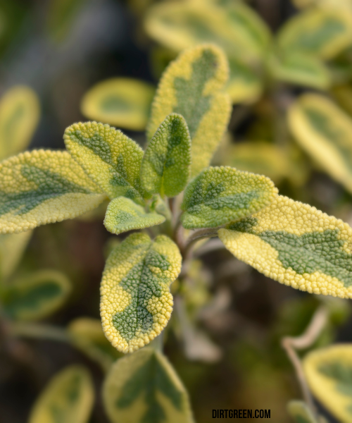 Started With Golden Sage