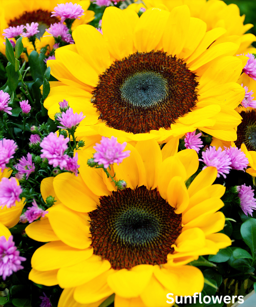 Sunflowers