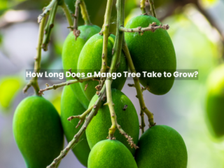 How Long Does a Mango Tree Take to Grow?
