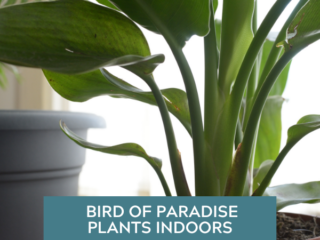 Bird of Paradise Plants Indoors