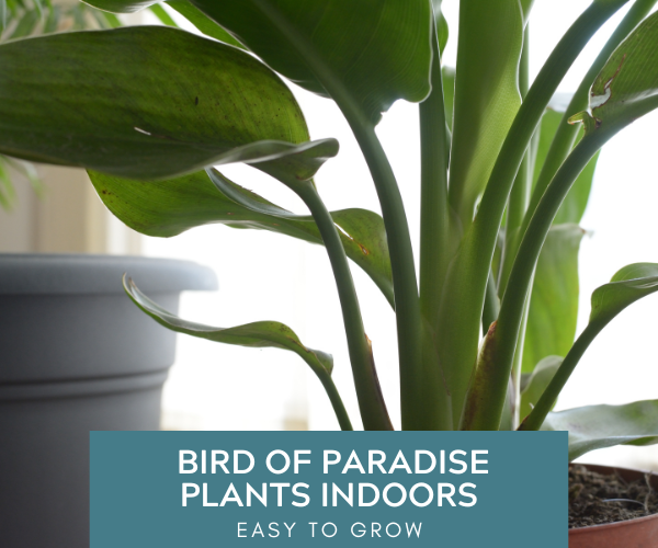 Bird of Paradise Plants Indoors