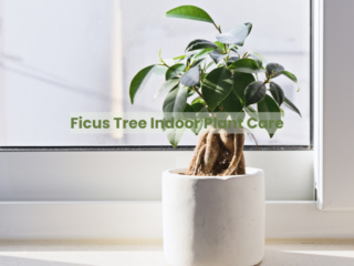 Ficus Tree Indoor Plant Care