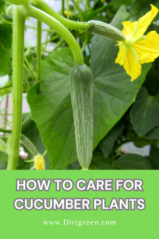 How to Care For Cucumber Plants: