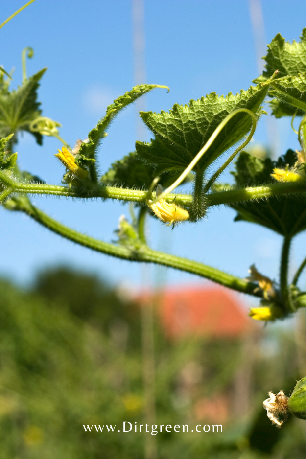 How to Care For Cucumber Plants