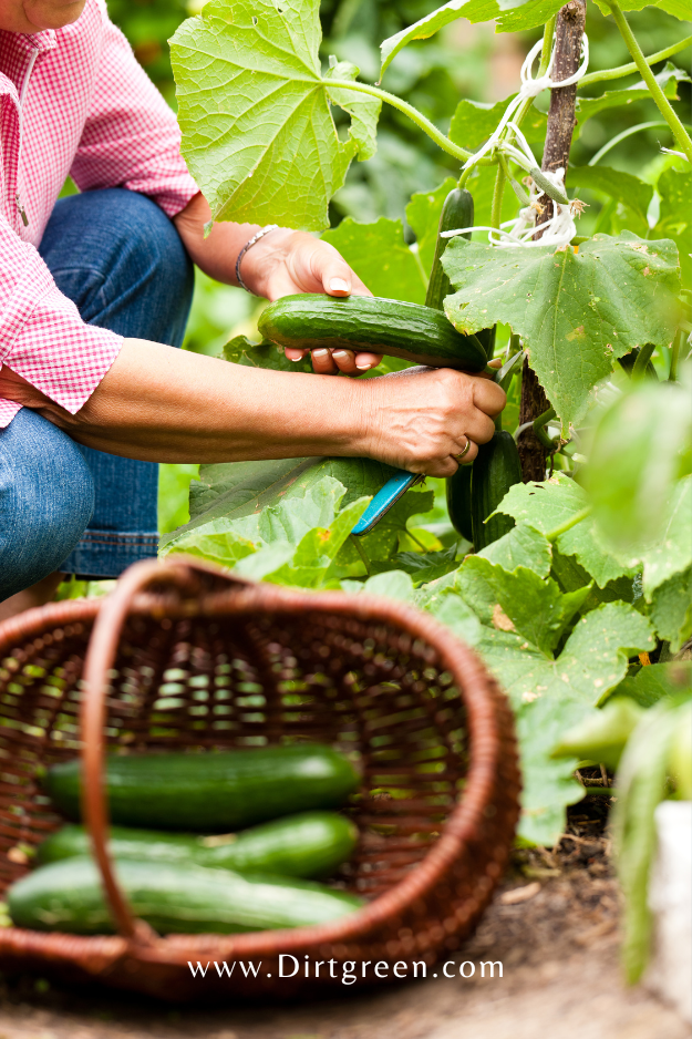 How to Care For Cucumber Plants