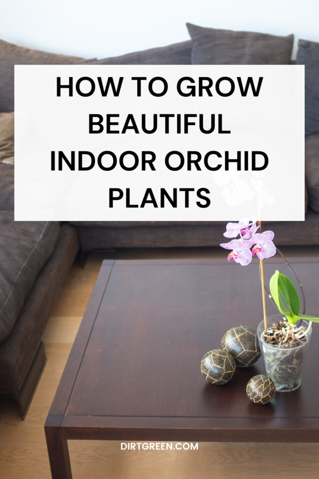 How to Grow Beautiful Indoor Orchid Plants