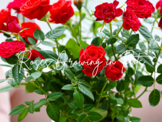 Can Roses Be Planted in Pots