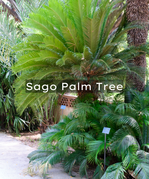 Sago Palm Tree