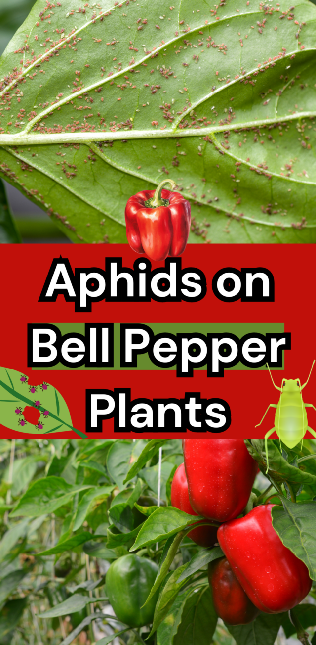 Aphids on Bell Pepper Plants