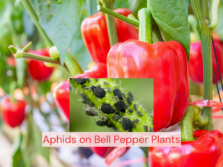 Aphids on Bell Pepper Plants