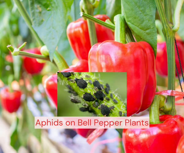 Aphids on Bell Pepper Plants