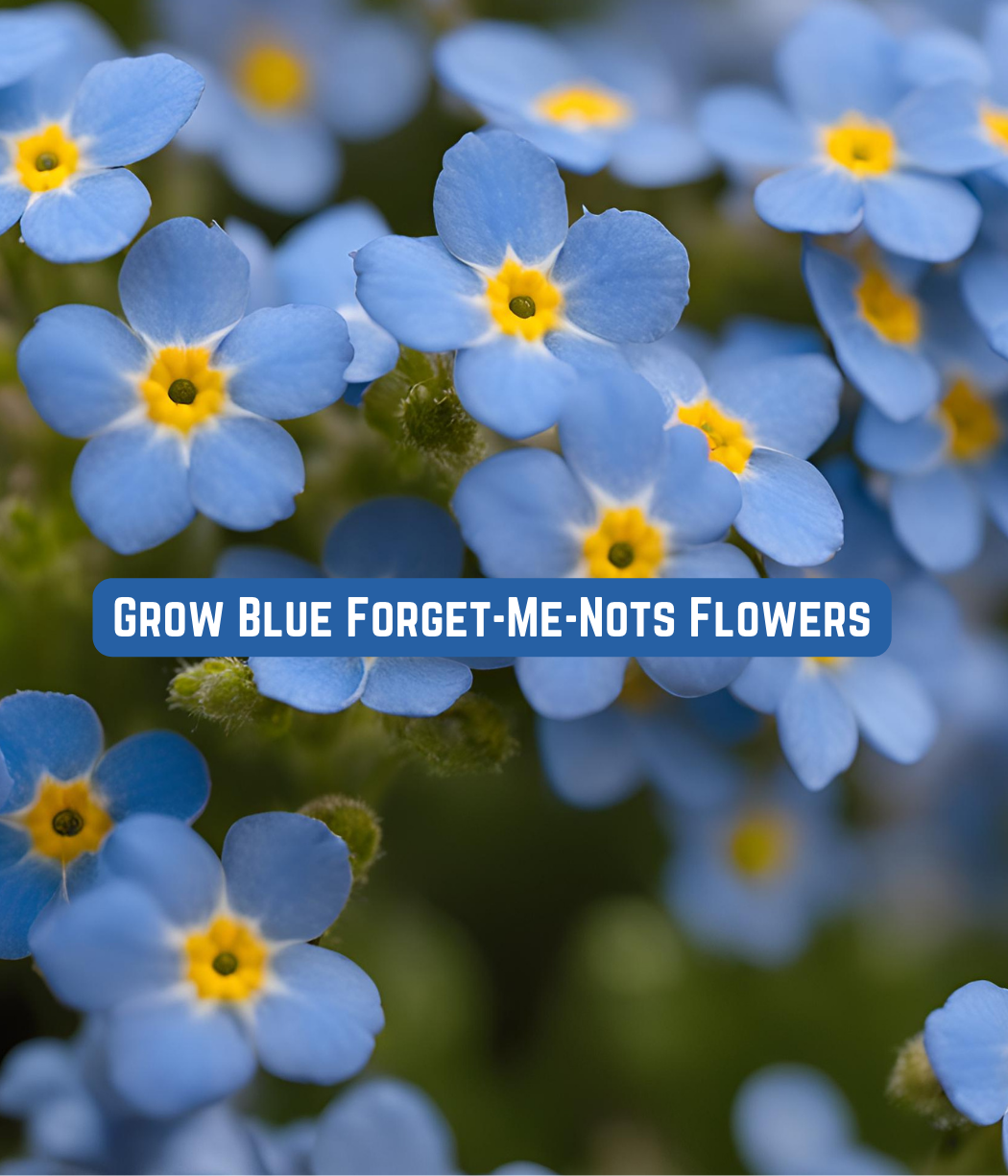 Grow Blue Forget-Me-Nots Flowers
