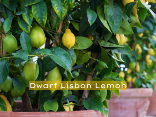 Can You Grow a Lemon Tree Indoors