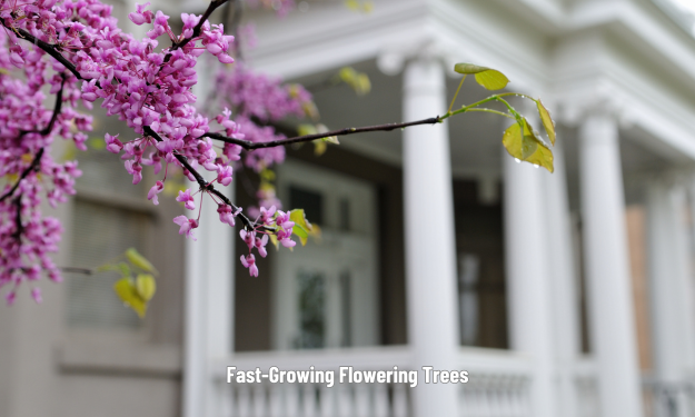 Fast-Growing Flowering Trees