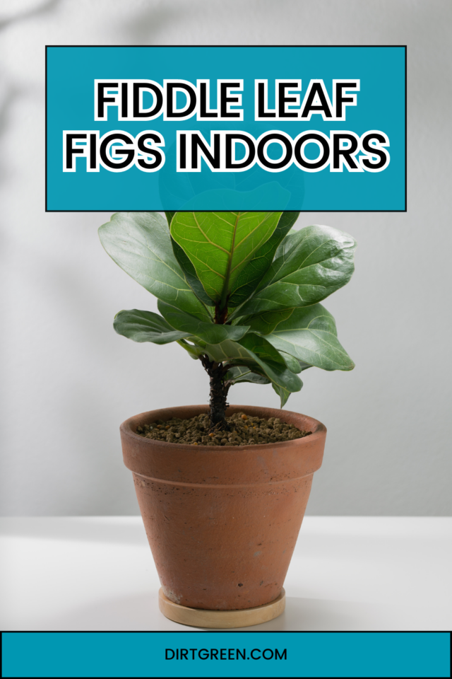 Fiddle Leaf Figs Indoors