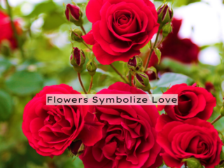 Flowers Symbolize Love