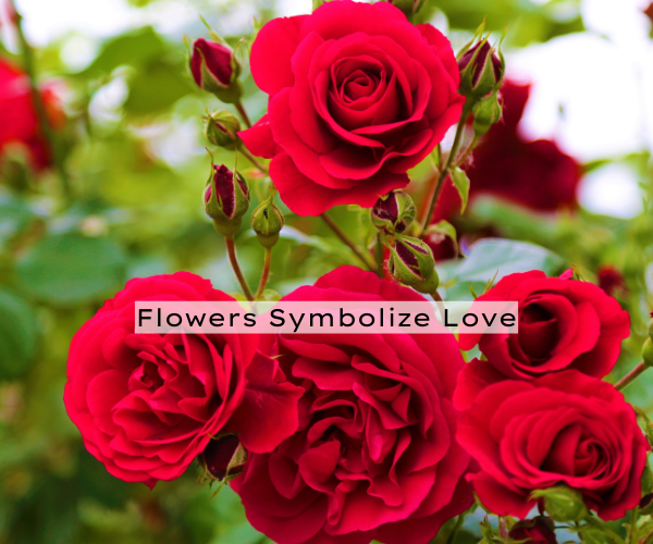 Flowers Symbolize Love