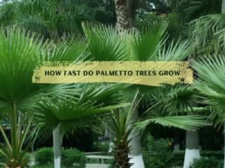 How Fast Do Palmetto Trees Grow