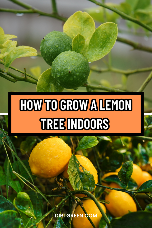 Can You Grow a Lemon Tree Indoors