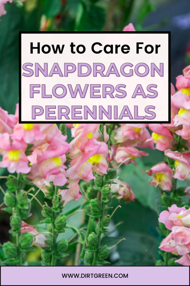 Snapdragon Flowers as Perennials