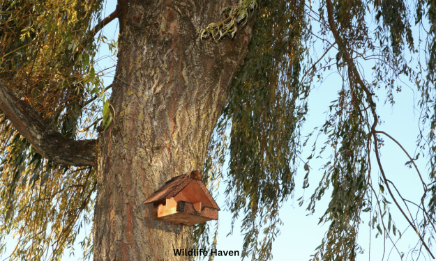 Wildlife Haven