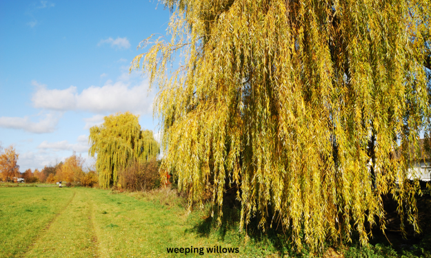 weeping willows