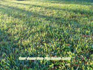 Best Grass Seed For Shaded Lawn
