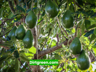 How Long Does an Avocado Tree Take to Bear Fruit?