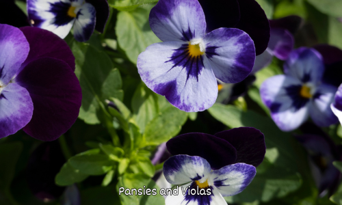 Petunias