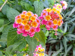 Flowers That Grow Well in Pots