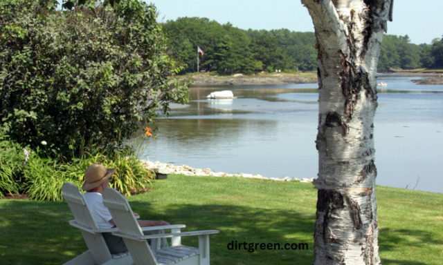 The Best Grass Seeds for Shade